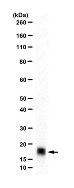 Anti-Cu/Zn-SOD Antibody | 07-403-I